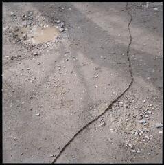 3 vues Planche animaux, 34-4. File de chenilles processionnaires.