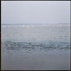 1 vue Vue de l'étang : des algues au premier plan, et au loin, des flamands roses.