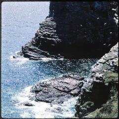 2 vues Colonie d'oiseaux sur un rocher.