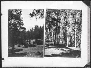1 vue Deux images : à gauche, forêt de Font-Romeu vers le Cambre d'Ase (20 FI NC 3115) ; à droite, forêt de Font-Romeu (20 FI NC 3114).