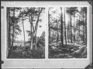 1 vue Deux images : à gauche, Landes, forêt d'Yrieux ( 20 FI NV 3245) ; à droite, Landes, forêt d'Yrieux (20 FI NV 3243).