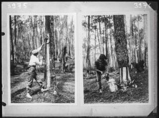 1 vue Deux images : à gauche, Portugal : forêt de Leiria : introduction du gemmage français : 4e année (20 FI PV 3975) ; à droite, forêt de Leiria : gemmage à mort, 2e année : méthode portugaise (20 FI PV 3976).