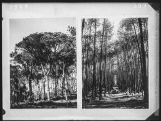 1 vue Deux images : à gauche, Portugal : forêt de Leiria : Pinus Pinea (pin parasol) (20 FI PV 3977) ; à droite, forêt de Leiria : chemin vers les dunes (20 FI PV 3978).