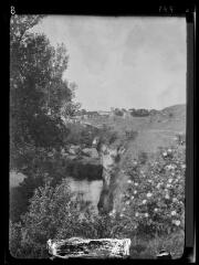 1 vue Saint-Martin-le-Vieil. Les cistes de Moussoulens / cliché Henri Gaussen. - mai 1914.