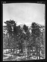 1 vue Font-Romeu : forêt de pins. - 12-13 avril 1922.