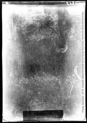 1 vue Forêt de Bouconne : asphodèles / cliché Henri Gaussen. - avril 1914.