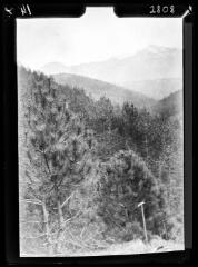 1 vue Aytua, piolet. Boisement RTM de pins noirs : vue prise vers le Canigou ou le Mont Coronat. - 10 avril 1922.