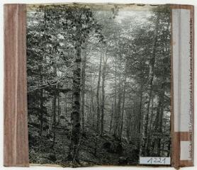 2 vues Forêt d'Issaux. - 19 juin 1943.