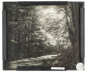 2 vues Forêt d'Issaux. - 19 juin 1943.