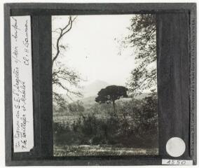 2 vues Pin pignon au S.E. d'Argelès-sur-Mer. Au fond pic de Taillefer et Madeloc / cliché Henri Gaussen. - avril 1927.