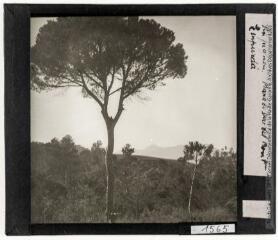 2 vues Pin Pignon : Mare de Déu del Mont, Empordà. - 2 avril 1926.
