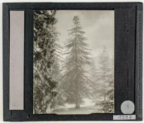 2 vues Luchon : parc des Thermes. - 21 juin 1936.