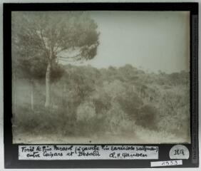2 vues Forêt de pins parasol, à gauche pin Laricio de Salzmann, entre Caixars et Besalu, à l'ouest-sud ouest de Figueres / cliché Henri Gaussen. - 1 avril 1926.