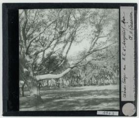 2 vues Chênes lièges au nord-est d'Argelès-sur-Mer / cliché Henri Gaussen. - 10-19 avril 1927.