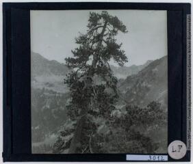 2 vues Vallée de l'Oule : vue prise vers le haut du débouché de la tourbière d'Estibère vers l'amont. - 5 août 1927.