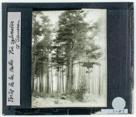 3 vues Pyrénées-Orientales, Capcir : forêt de la Matte : pins sylvestre / cliché Henri Gaussen. - 28 mai 1936.