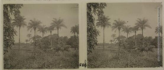 1 vue 523. Paysage : palmiers.