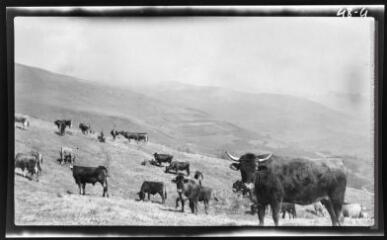 1 vue Troupeau de vaches, pâturage. - 1948. - Photographie