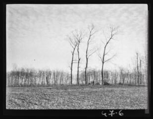 1 vue Les quatre derniers Carolins.