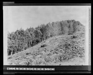 1 vue Arboretum des résineux de Jouéou : à gauche du sujet chamocryparis obtusa : derrière le sujet chamocryparis lansoniana. - 27 mars 1948. - Photographie