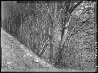 1 vue Forêt d'Issaux. - 19 juin 1943.