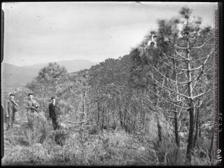 1 vue Bois de pins mésogéens à Durban-Corbières. - entre le 29 mars et le 1er avril 1942.