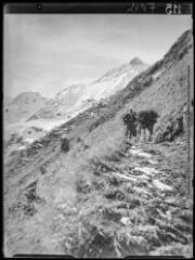 1 vue Mule des reboisements au Laou d'Esbas. Vue prise vers le pic du Sacroux. - octobre-décembre 1936.