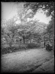 1 vue Pays Basque : chataigniers du Japon. - 15 octobre 1944.