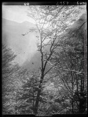 1 vue Mail Pintrat vu depuis le chemin de l'Impératrice. - 1944.