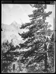 1 vue Néouvielle : de la montée aux Laquettes vers le pic Méchant. - juillet 1933.