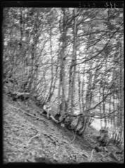 1 vue Taillis fureté dans le Luchonnais. - août 1936.