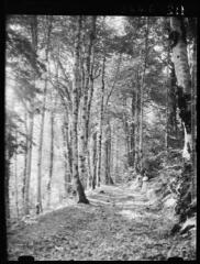 1 vue Jouéou : forêt de hêtres. - août 1936.