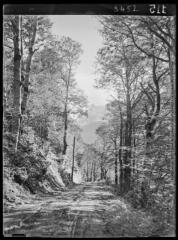 1 vue Luchonnais : début de la route forestière de Jouéou, hêtraie. - octobre 1936.