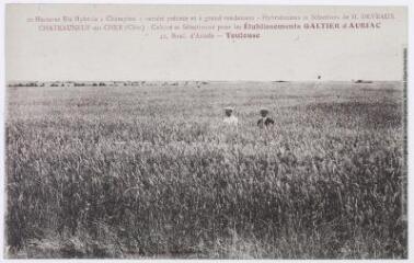 3 vues 20 hectares blé hybride