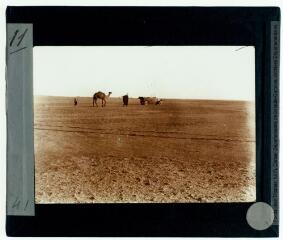 1 vue 11. [Sur les pistes de l'île : un dromadaire et la voiture