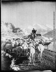 2 vues Tableaux pyrénéens. 1209. Un troupeau dans la montagne. - Toulouse : édition Labouche frères, [entre 1920 et 1950]. - Photographie