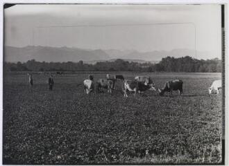 2 vues [Types pyrénéens. Vaches à l'herbage. Au fond, les montagnes]. - Toulouse : maison Labouche frères, [entre 1920 et 1950]. - Photographie