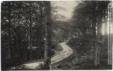 4 vues La Montagne Noire. 359. Forêt de Ramondens : la route / [photographie Henri Jansou (1874-1966)]. - Toulouse : édition Pyrénées-Océan, Labouche frères, [entre 1937 et 1950]. - Carte postale