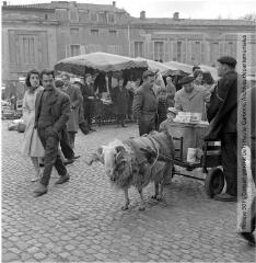 1 vue Toulouse : le marché : marchand à la charrette tirée par un bélier / Jean Ribière photogr. - [entre 1950 et 1970]. - Photographie