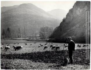 1 vue Berger et ses moutons / Jean Ribière photogr. - [entre 1950 et 1970]. - Photographie