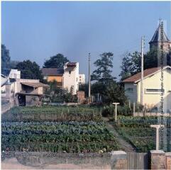 1 vue Salles-sur-Garonne : jardin potager / Jean Ribière photogr. - [entre 1950 et 1970]. - Photographie