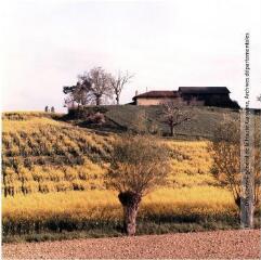 1 vue Haute-Garonne : polyculture : colza (à gauche) et blé / Jean Ribière photogr. - [entre 1950 et 1970]. - Photographie
