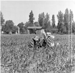 4 vues Lauragais : récolte du maïs : tracteur cueilleur dans un champ / Jean Ribière photogr. - [entre 1950 et 1970]. - 4 photographies