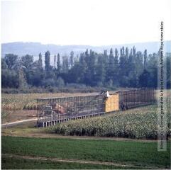 1 vue [Lauragais] : champ de maïs et stockage des épis / Jean Ribière photogr. - [entre 1950 et 1970]. - Photographie