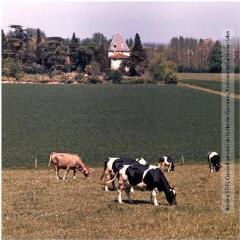 1 vue Saint-Félix-Lauragais : vaches à l'herbage / Jean Ribière photogr. - [entre 1950 et 1970]. - Photographie